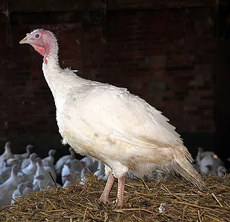 white-turkey